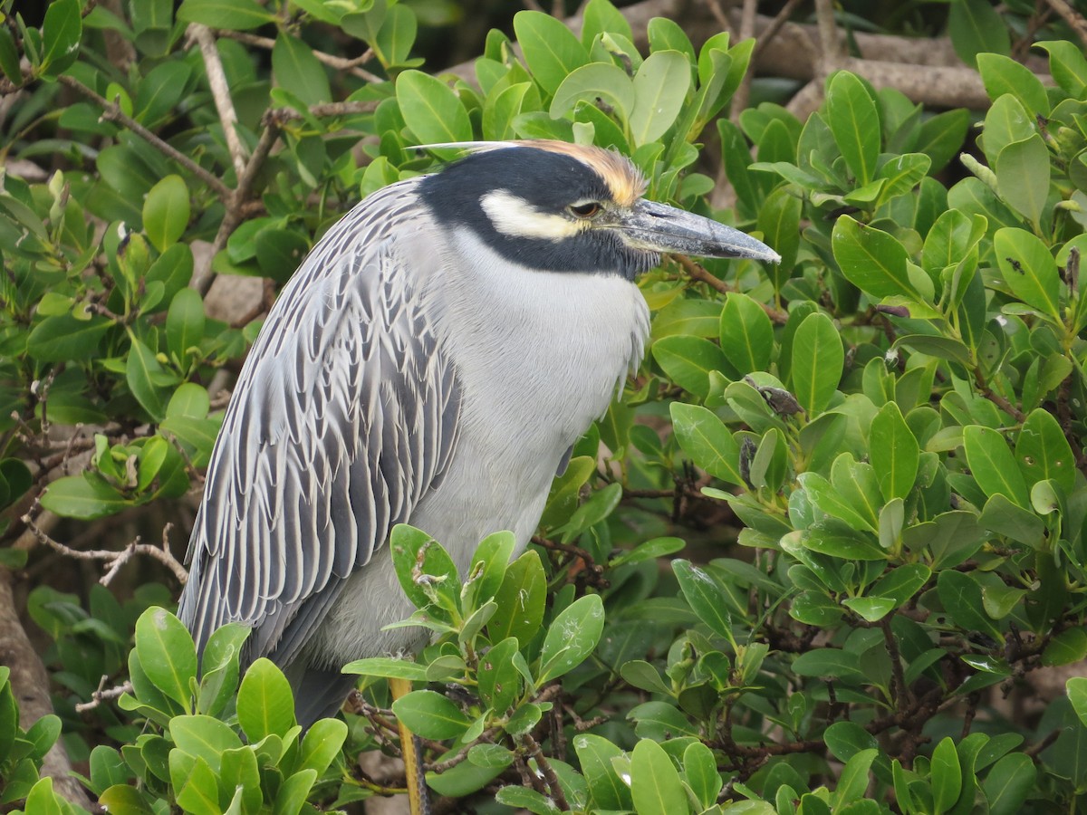 Yellow-crowned Night Heron - ML646369073