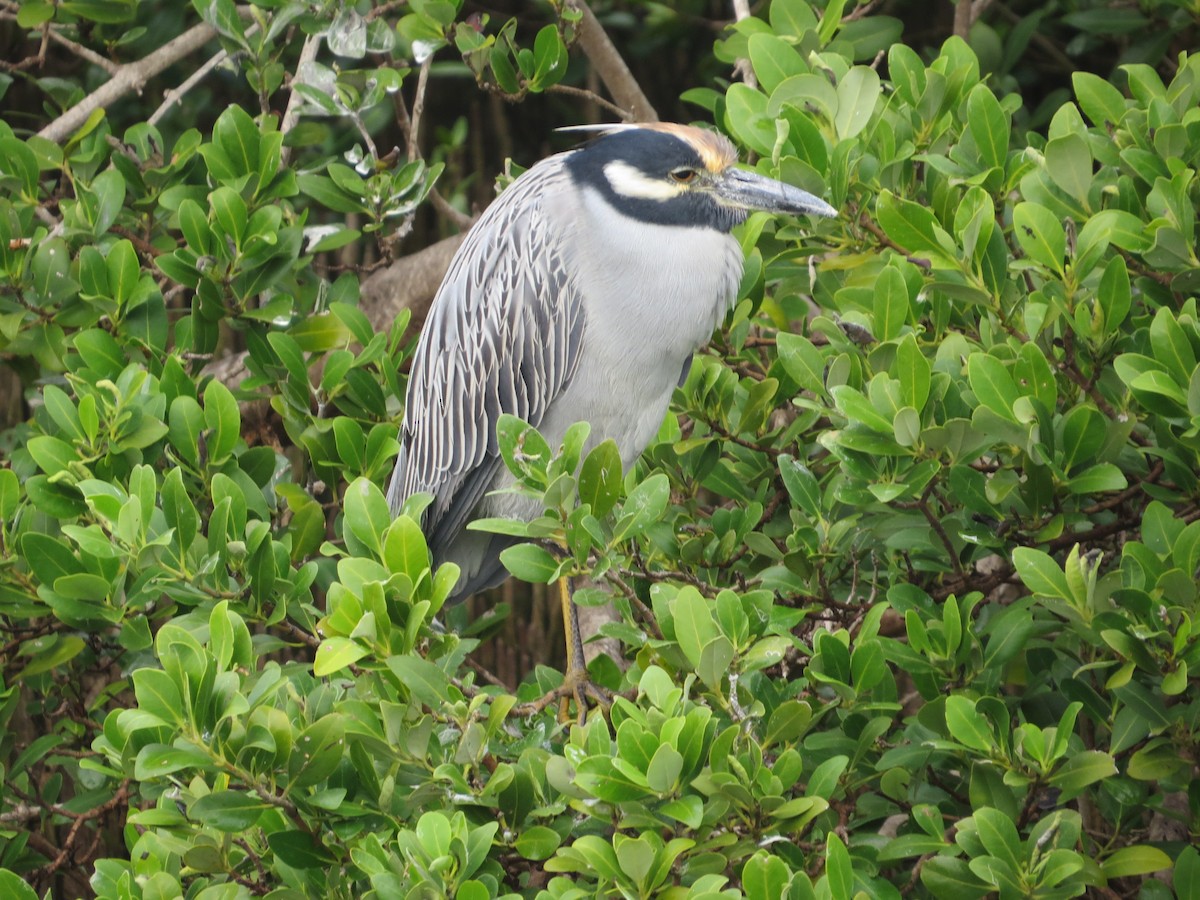 Yellow-crowned Night Heron - ML646369074