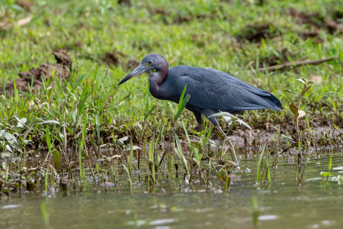 Little Blue Heron - ML646369076