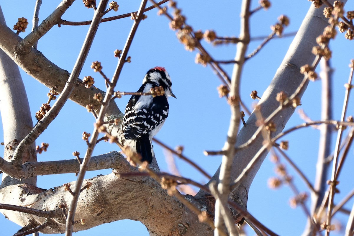 Downy Woodpecker - ML646369077