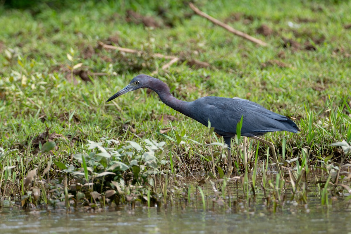 Little Blue Heron - ML646369080