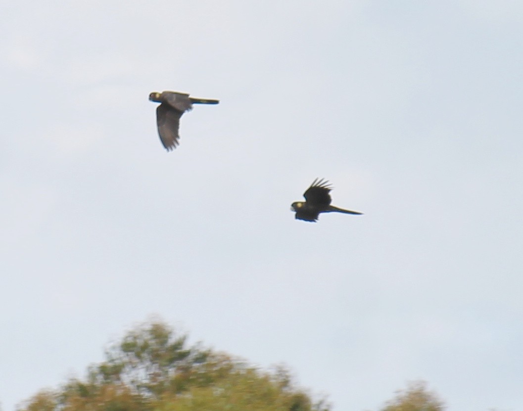 Yellow-tailed Black-Cockatoo - ML646369082
