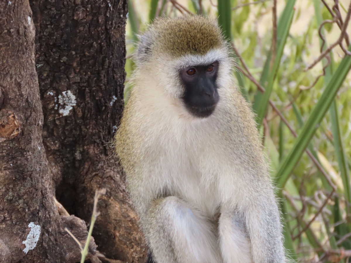 Animals - ML646369091