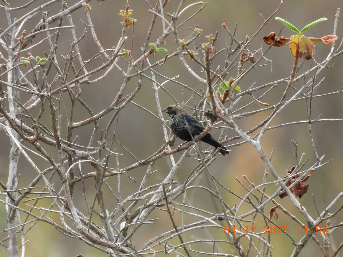 Blue-black Grassquit - ML646369092
