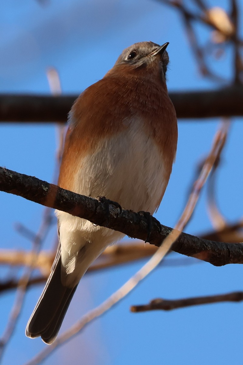 Блакитник східний - ML646369093