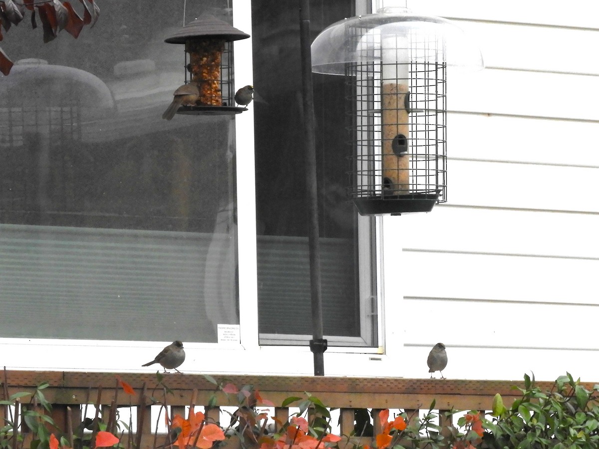 Golden-crowned Sparrow - ML646369094