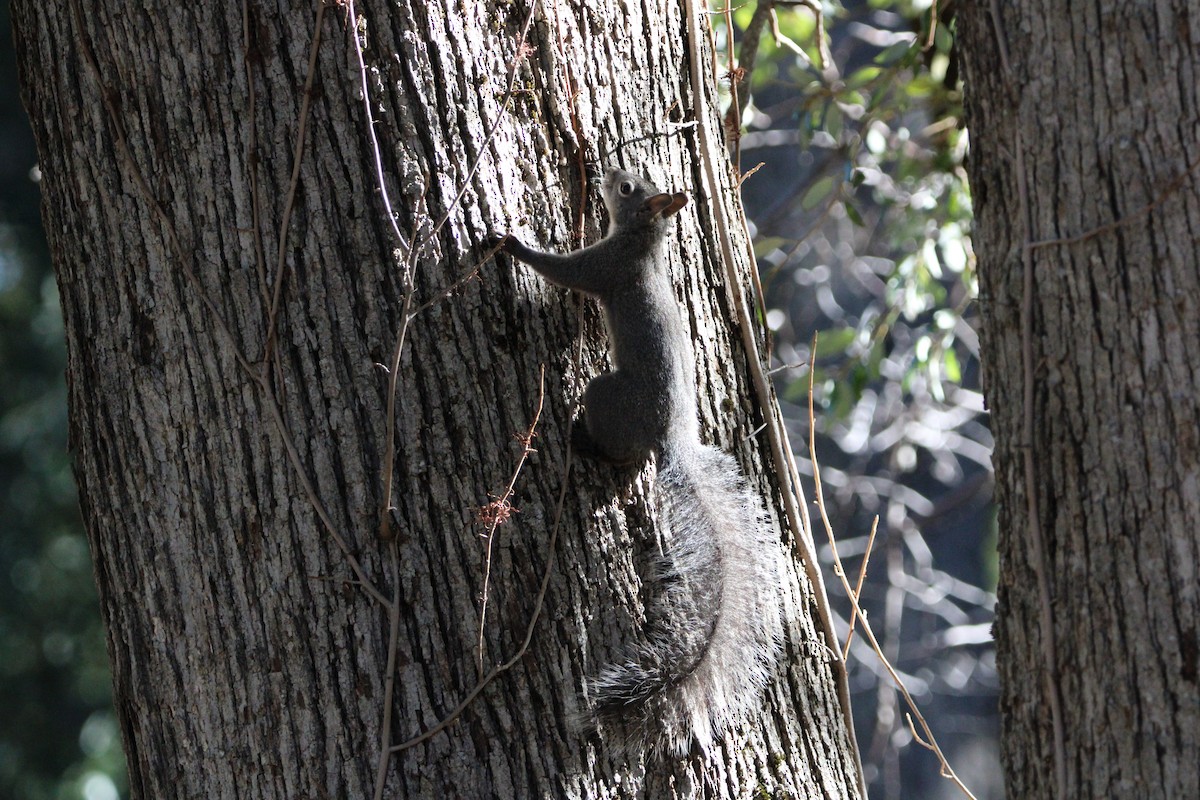 Western Gray Squirrel - ML646369095