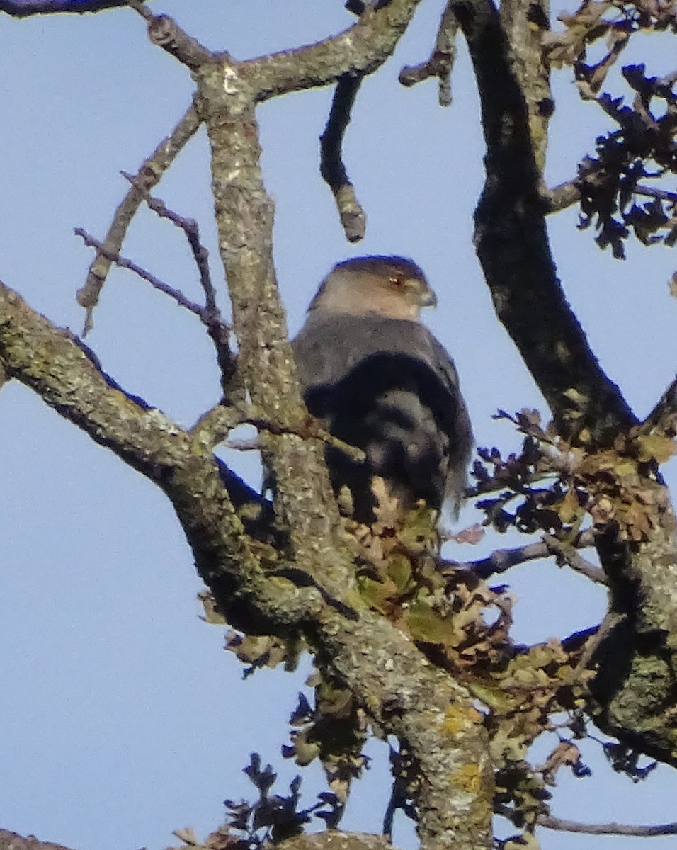 Cooper's Hawk - ML646369096