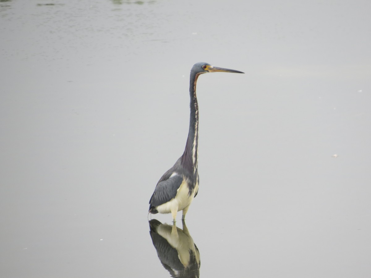 Tricolored Heron - ML646369097