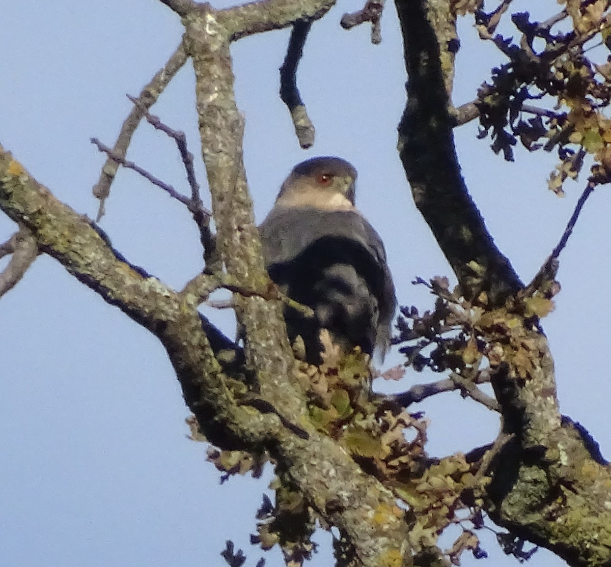 Cooper's Hawk - ML646369099