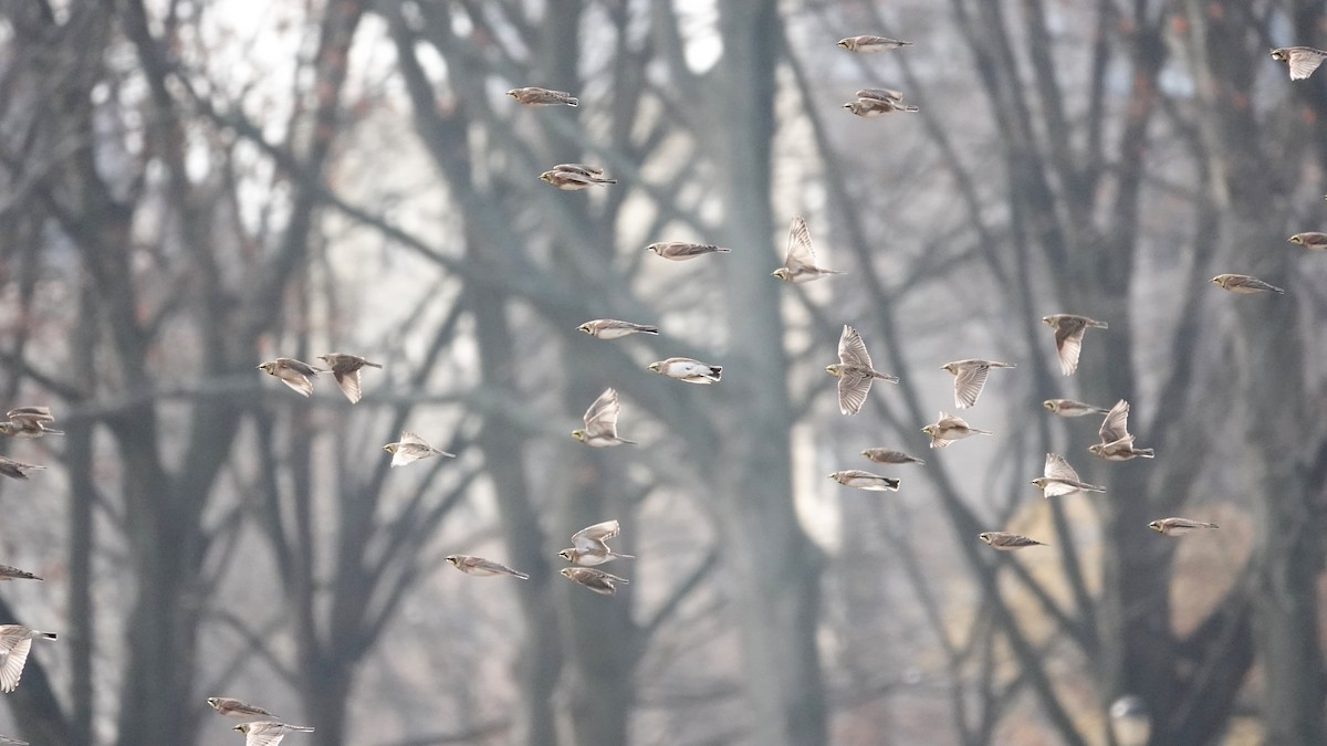 Horned Lark - ML646369101