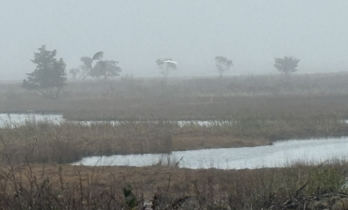 Great Egret - ML646369102