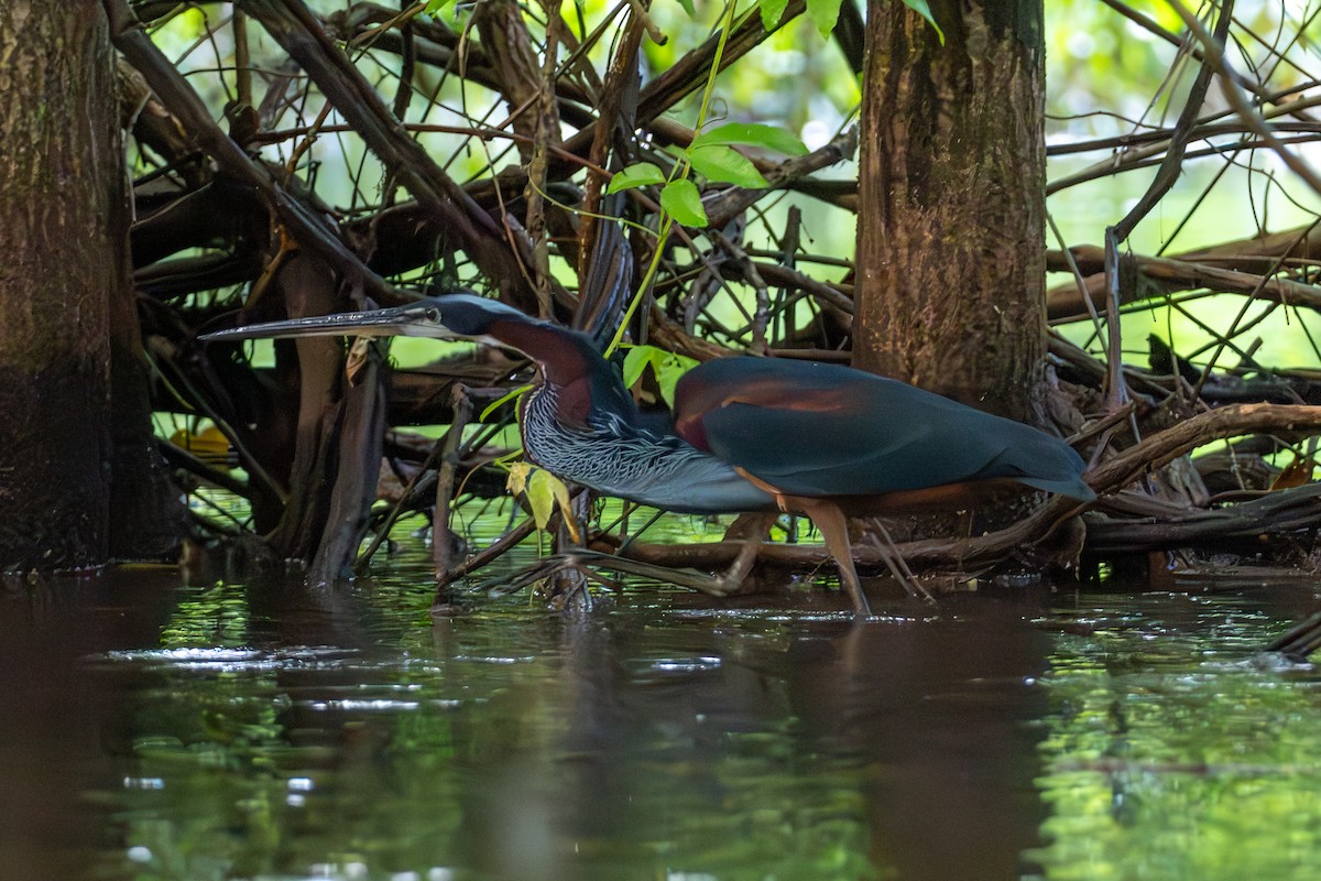 Agami Heron - ML646369103
