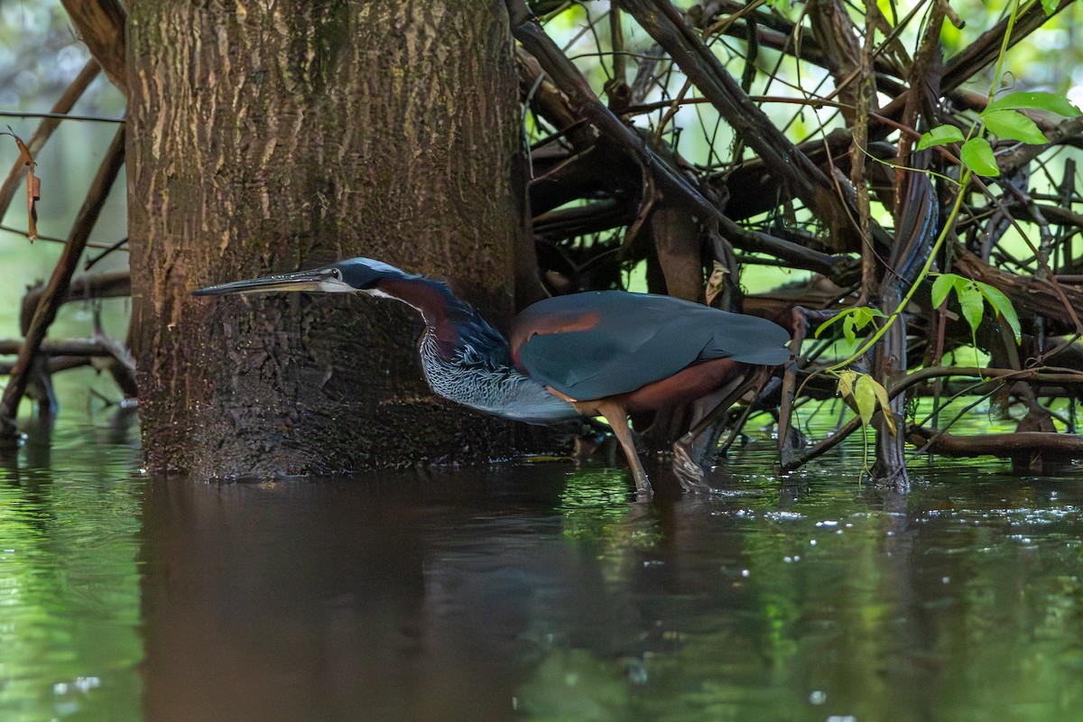 Agami Heron - ML646369104
