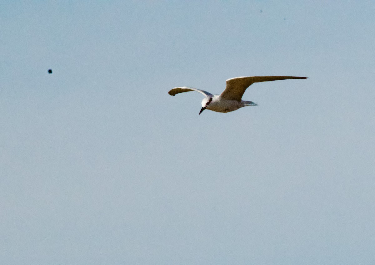 Крячок чорнодзьобий - ML646369106