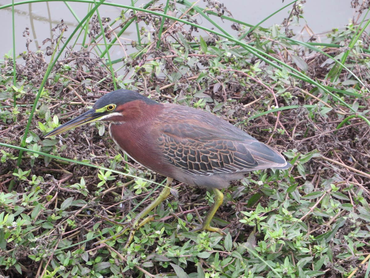 Green Heron - ML646369108