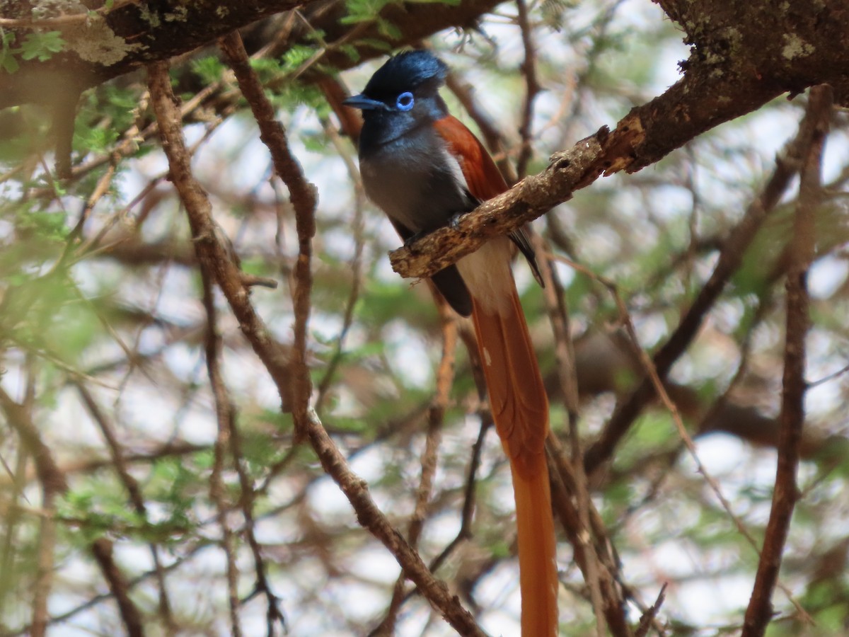 African Paradise-Flycatcher - ML646369109