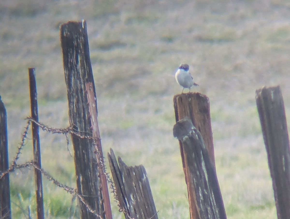 Loggerhead Shrike - ML646369110