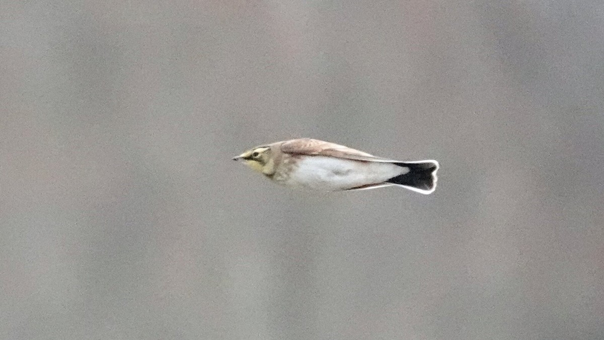 Horned Lark - ML646369111