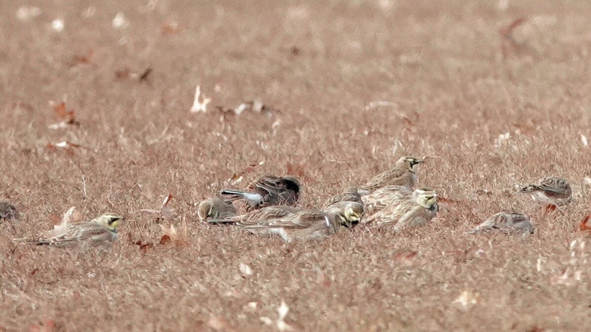 Horned Lark - ML646369112