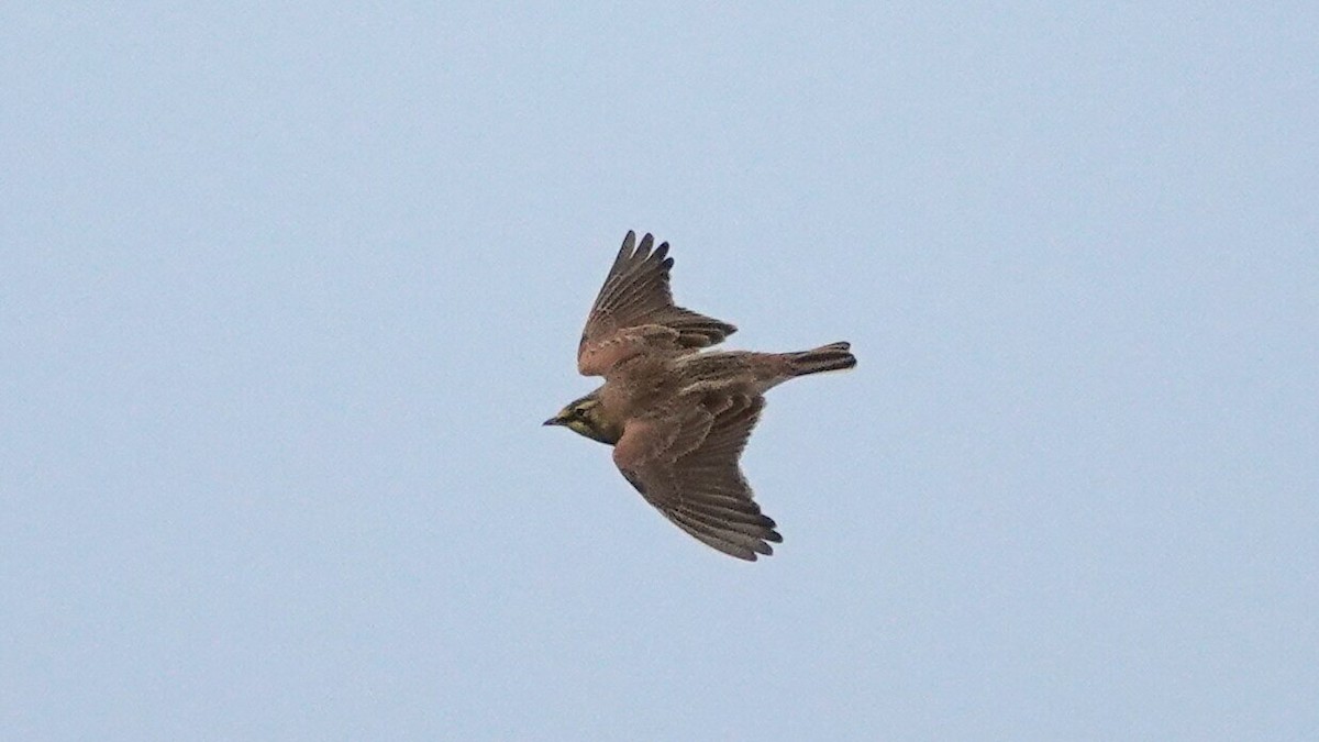 Horned Lark - ML646369113