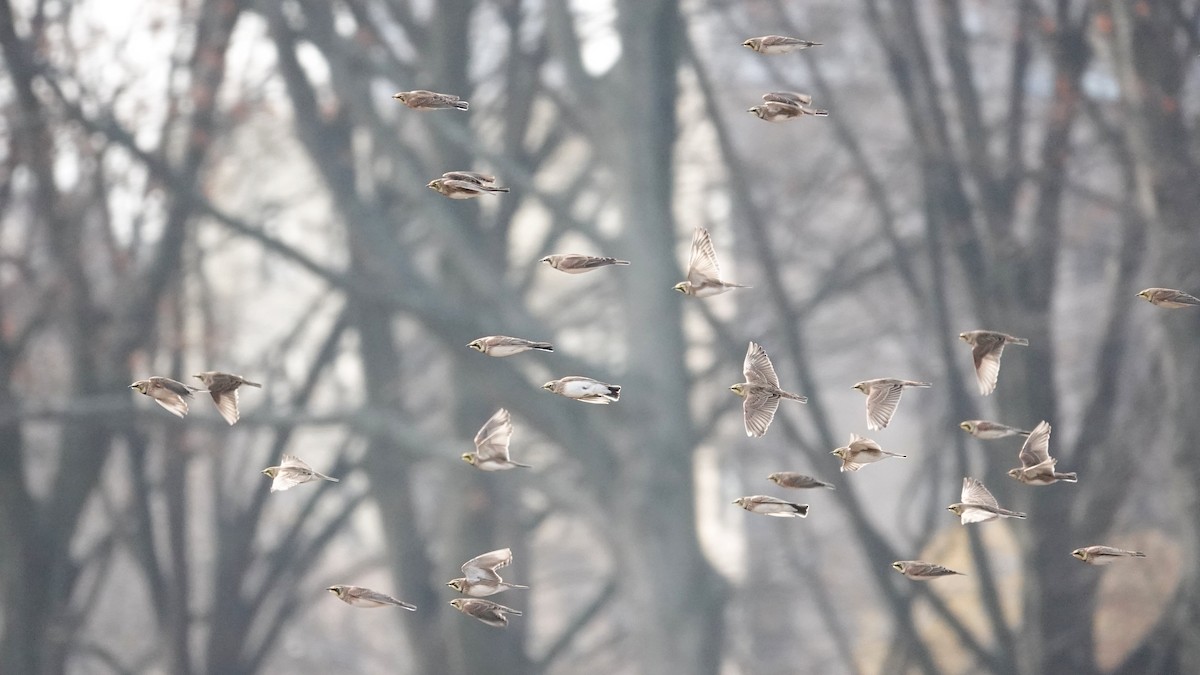 Horned Lark - ML646369115