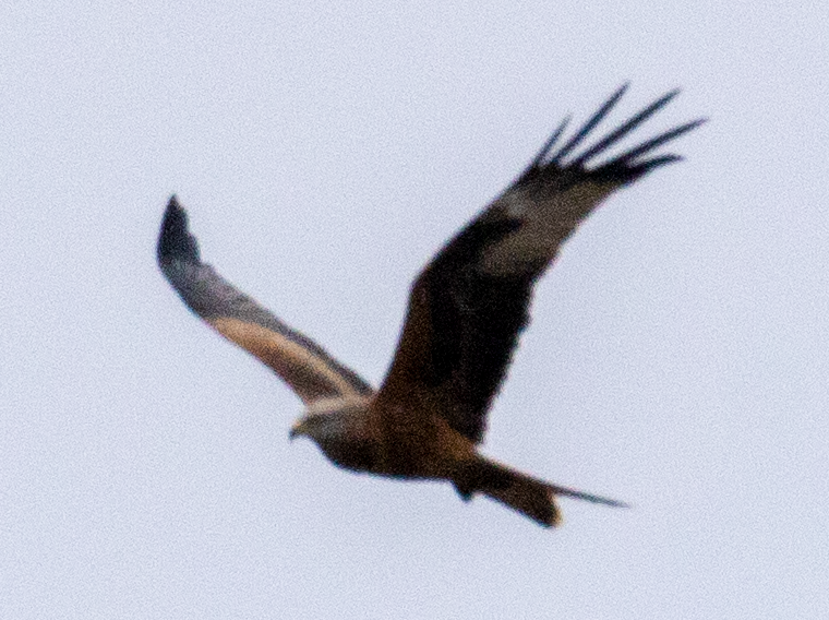 Red Kite - ML646369116