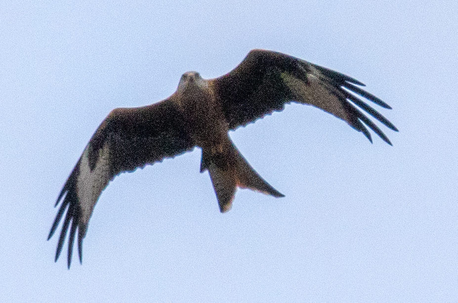 Red Kite - ML646369119