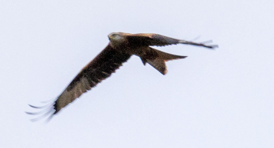 Red Kite - ML646369122