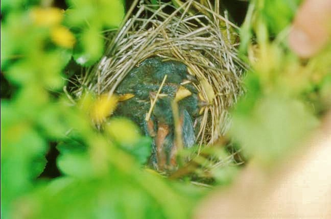 Field Sparrow - ML646369125