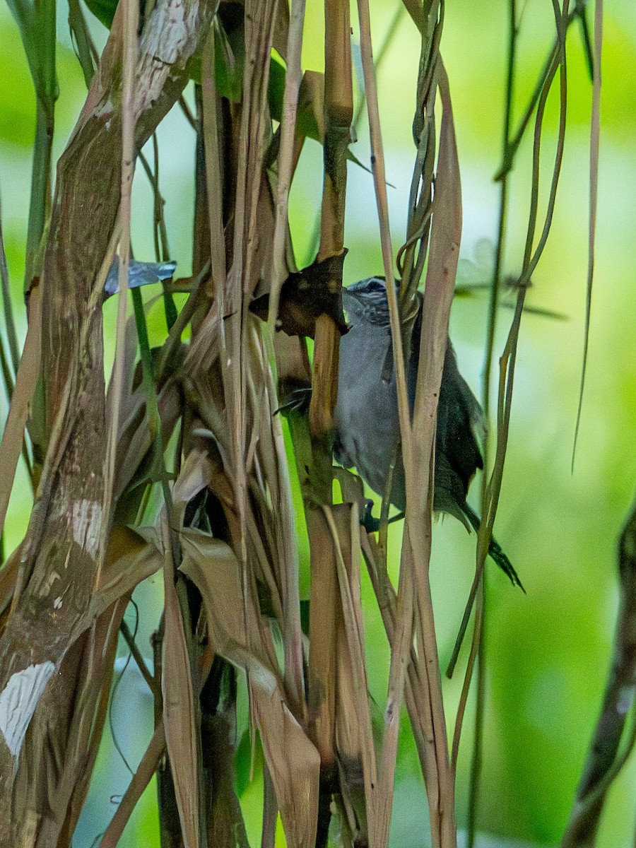 Canebrake Wren - ML646369127
