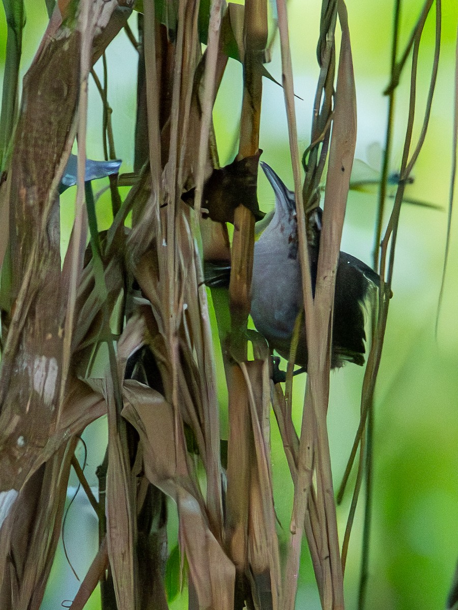 Canebrake Wren - ML646369128