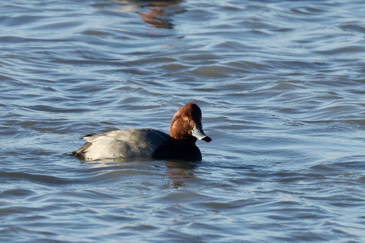 Redhead - ML646369129