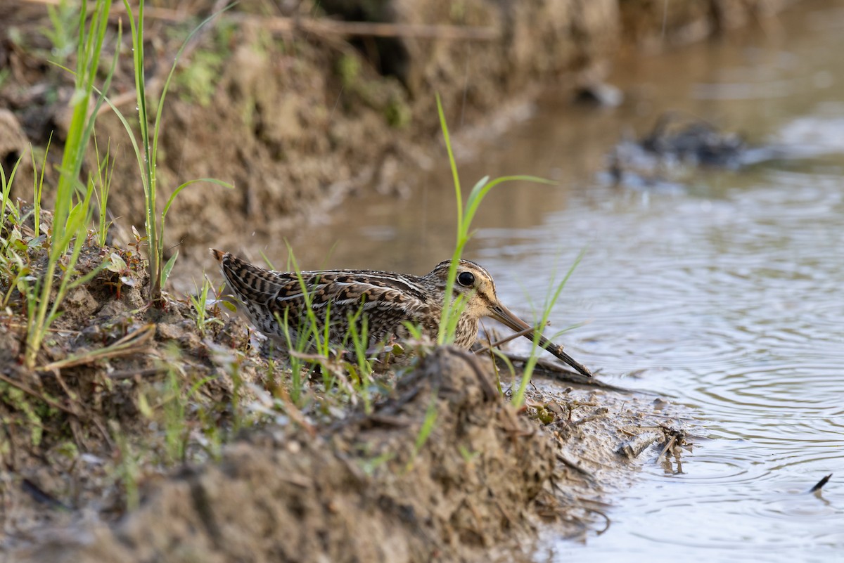 bajkalbekkasin/sibirbekkasin - ML646369130