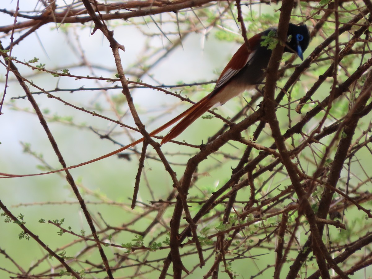 African Paradise-Flycatcher - ML646369132