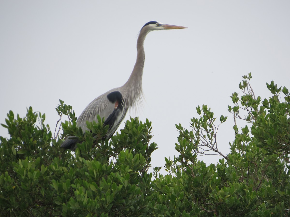 Great Blue Heron - ML646369133
