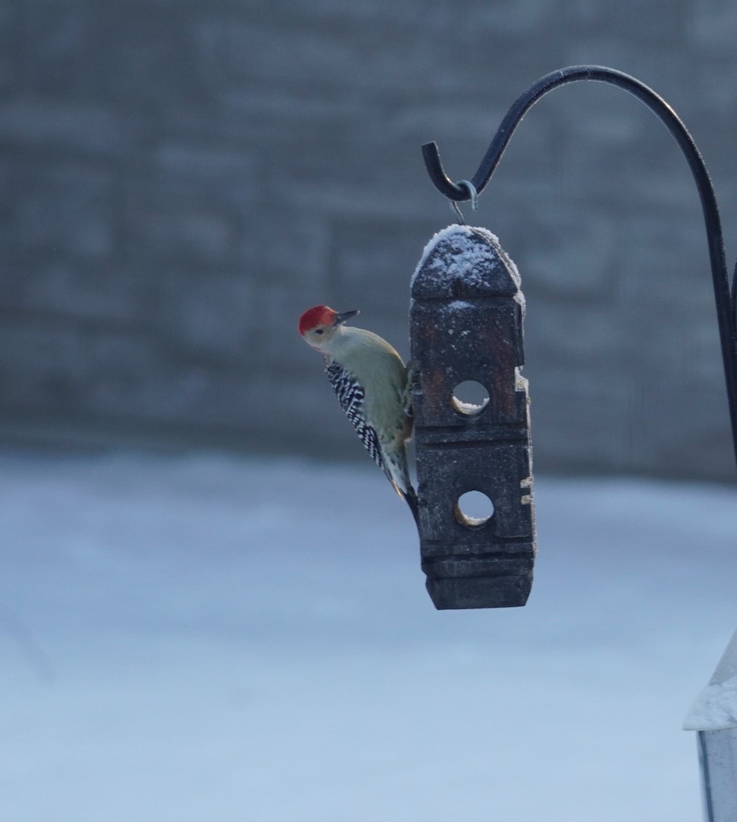 Red-bellied Woodpecker - ML646369140