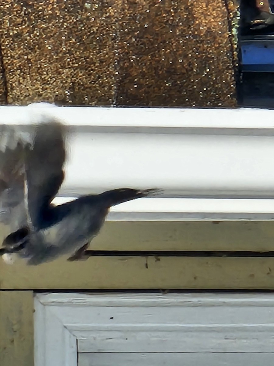 Gray Catbird - ML646369141