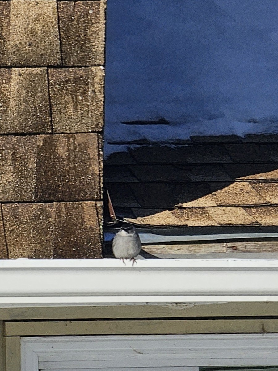 Gray Catbird - ML646369142