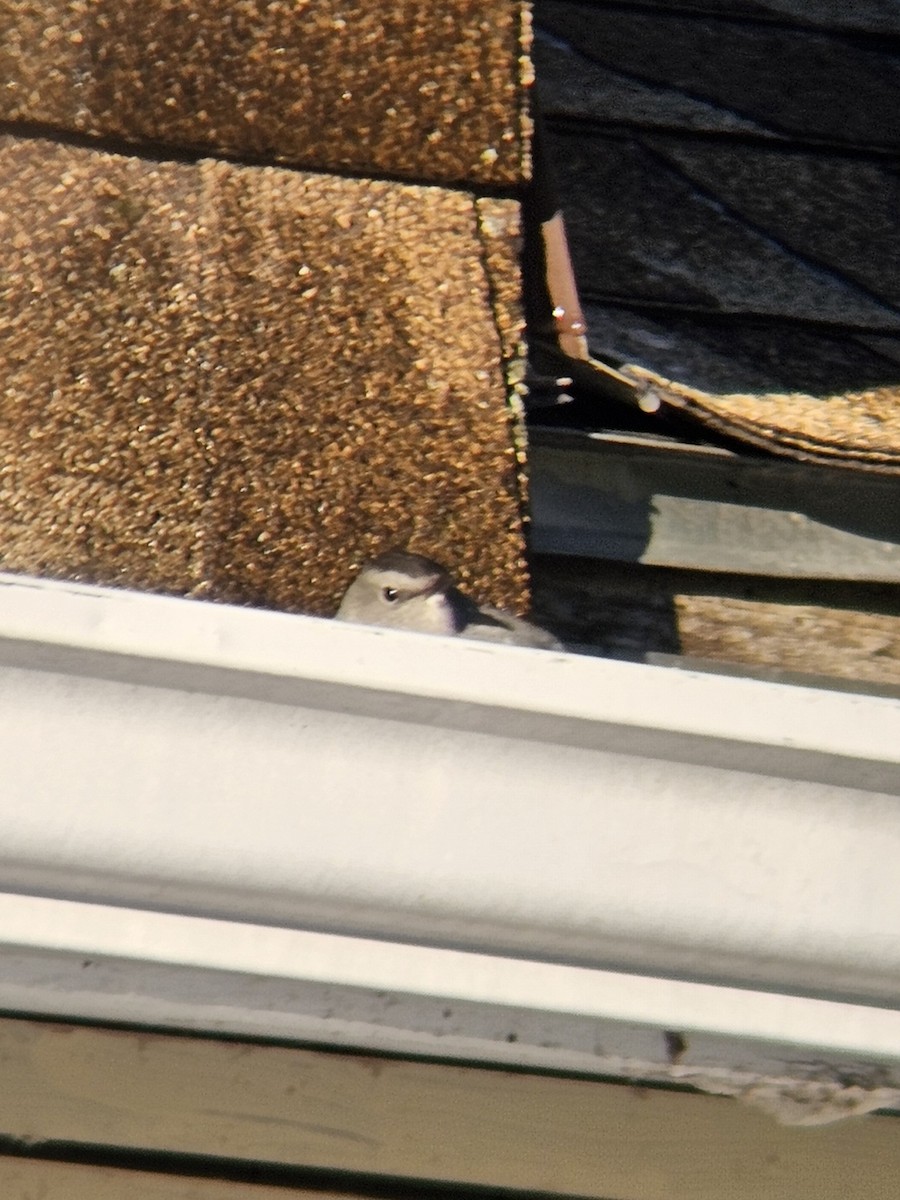 Gray Catbird - ML646369143