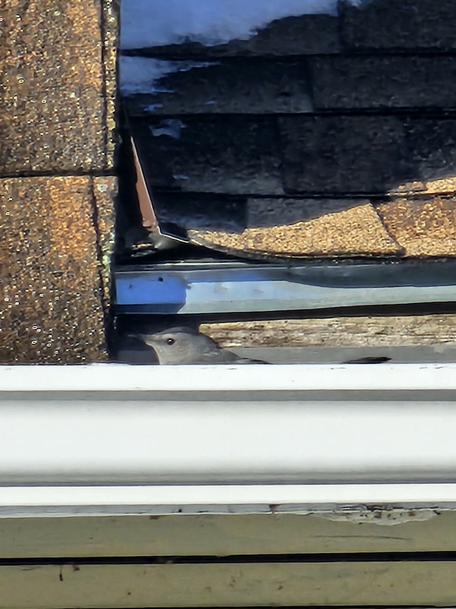 Gray Catbird - ML646369144