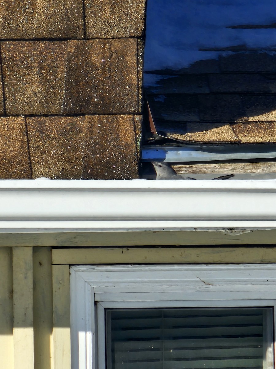 Gray Catbird - ML646369145