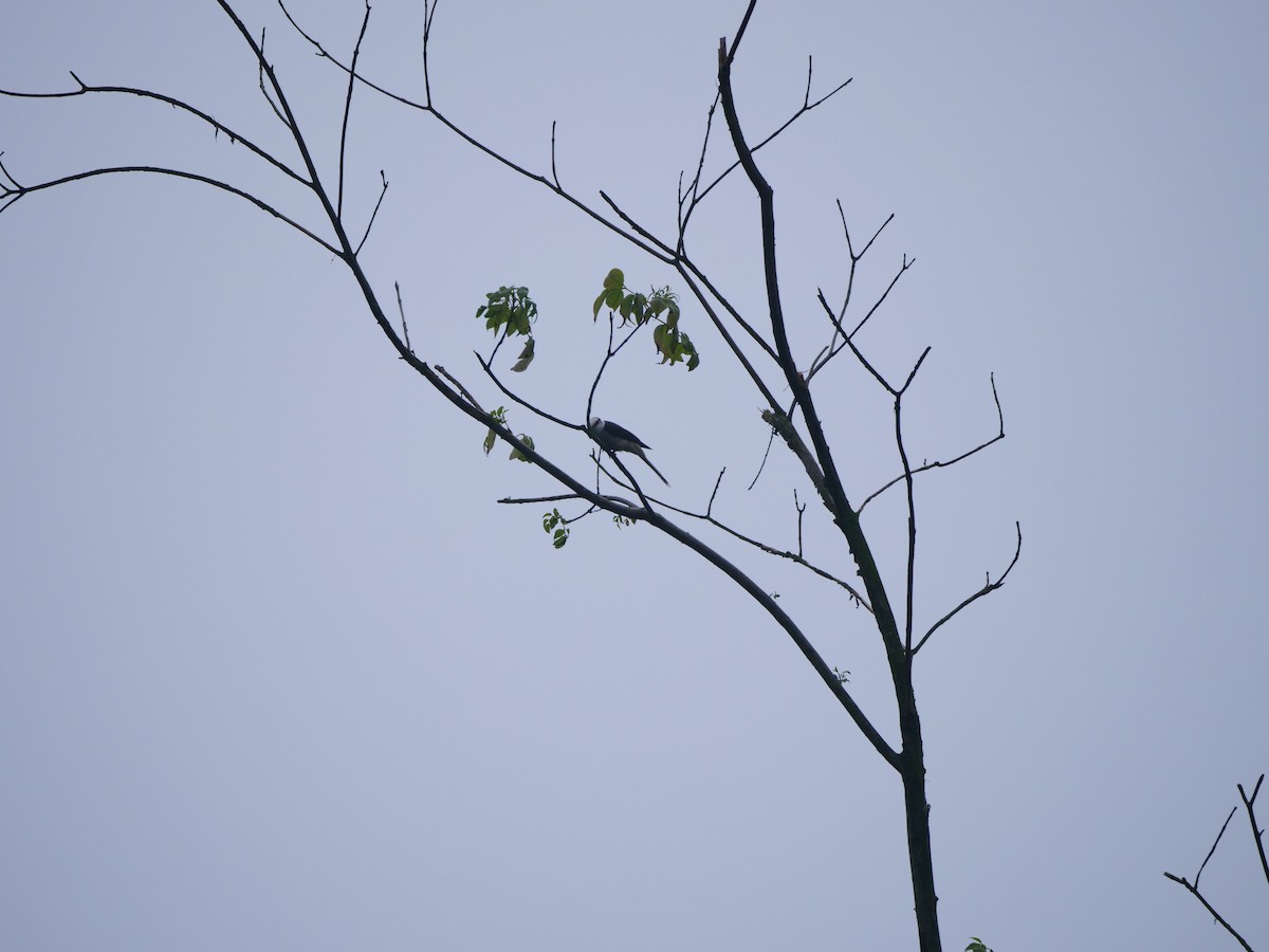 Brown-rumped Minivet - ML646369146