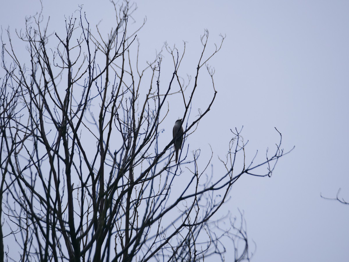 Brown-rumped Minivet - ML646369147