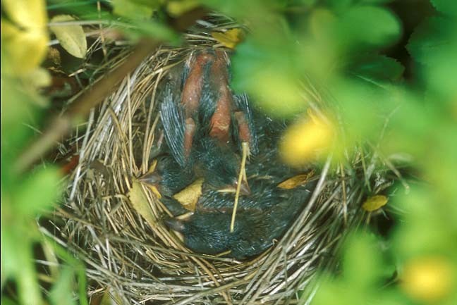 Field Sparrow - ML646369150