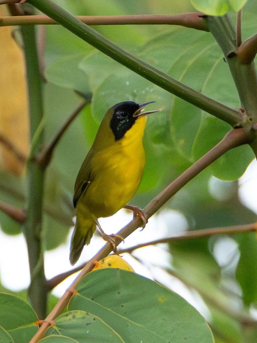 Olive-crowned Yellowthroat - ML646369151