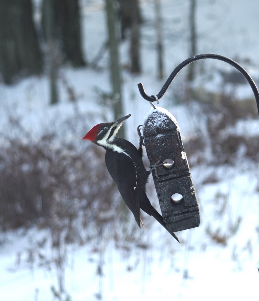 Pileated Woodpecker - ML646369161