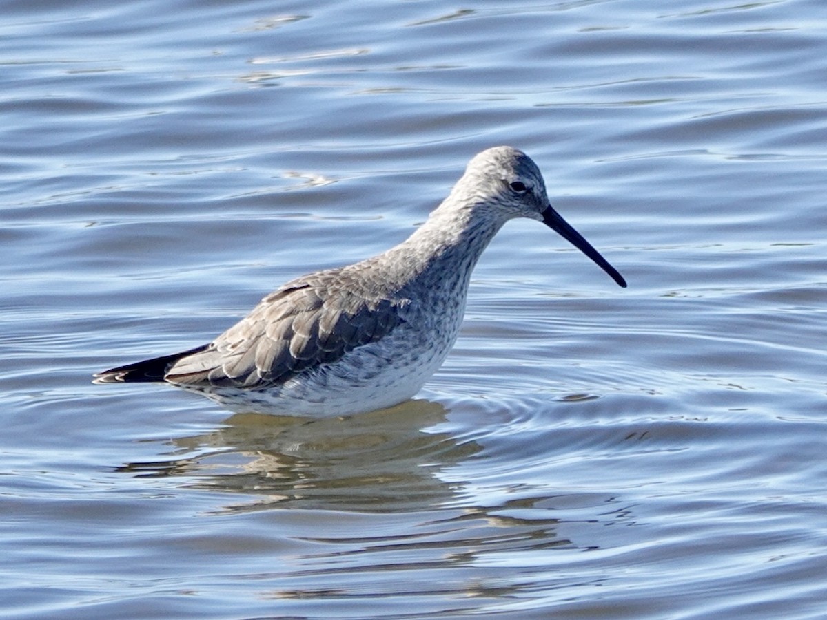 Stilt Sandpiper - ML646369162