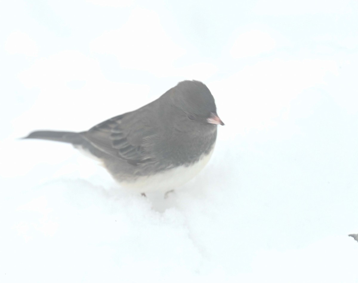 Dark-eyed Junco - ML646369165