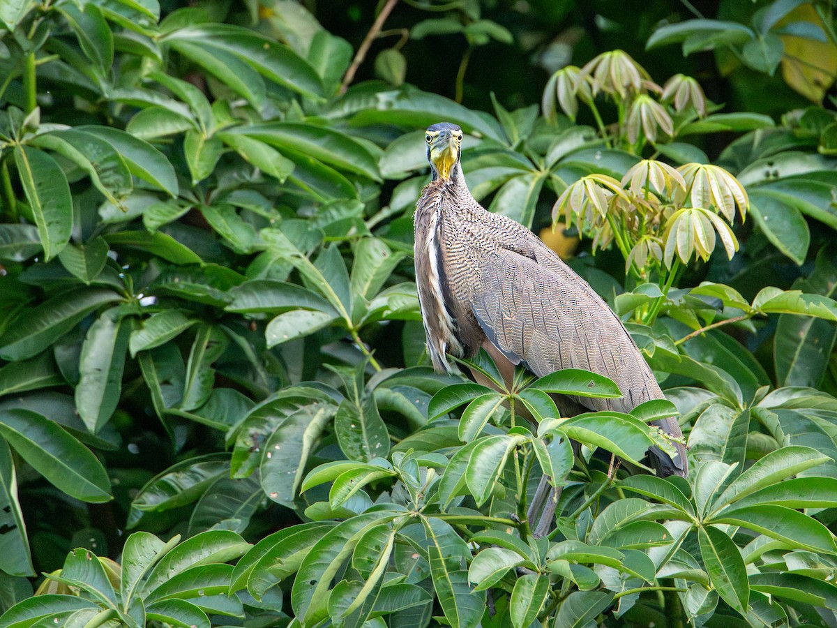 Bare-throated Tiger-Heron - ML646369166